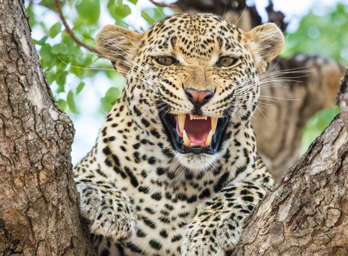 Wallpaper leopard, HD, Animals 264217587